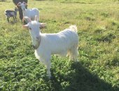 Продам в Спасе-Деменске, Козы 3шт, Дойные козы, 3-4 л каждая Чистые, ухоженные козы