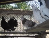 Продам птицу в Будённовске, Птичий дворик голуби, Голуби кучерявые - 900 р шт Монахи