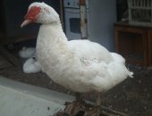 Продам с/х птицу в Средняи Ахтубе, индоутки белые