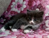 Продам кошку, самец в Новосибирске, Девочка и мальчик 3-4 фото, Котятам месяц, очень