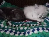 Продам экзотическая, самец в Новосибирске, Котята, Умные котята ищут дом