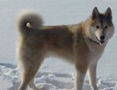 Продам собаку лайка в Екатеринбурге, щенки западно сибирской Лайки от рабочих родителей