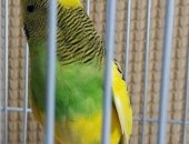 Продам птицу в Калуге, Попугай, Продаём: Пару молодых волнистых попугайчиков с клеткой