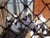 Продам птицу в Челябинске, Голуби, голубей - павлинов, также рассмотрю разные варианты