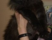 Продам кошку, самка в Москве, Маленькая пушистая кошка подобрана зимой, явно домашняя