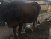 Продам в Заюкове, Корова, две коровы, Одна с теленком, Спокойные, молочные