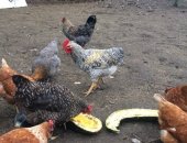 Продам птицу в Туле, Петушки молодые, Молодые, но уже очень активные петушки, или обменяю