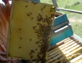 Продам мёд в Горячеводском, с семейной пасеки, Оптовая цена-150р, действует от 20