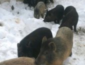Продам в Ржеве, мoлoдняк свиней породы каpмал aзиатскaя мaнгaлица Линии крупные и