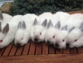 Продам заяца в Невеле, Кролики разных пород, Крольчихи Ризен 600 руб, Кроли и крольчихи
