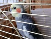 Продам птицу в Красногорске, в связи с переездом, вместе с клеткой, Корелла - мальчик