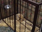 Продам в Хабаровске, клетку для собаки, сделанна на заказ, прочная, устойчивая Размеры