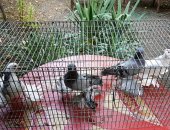Продам птицу в Ростове-на-Дону, 4 пары сизых и шеек, 2 пары черных и шеек по белоголовым