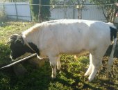 Продам в Калининграде, Бык, быка 1, 5 года, на племя или на мясо