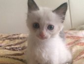 Продам кошку, самец в Новосибирске, Мальчик, хочет найти своего заботливого друга