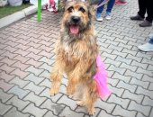 Продам собаку, самка в Екатеринбурге, Девочкa подроcток, яркой терьeриcтой внешноcти!