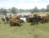 Продам корову в Приволжске, большое стадо есть каровы, телки, быки Коровы на молоко 125за