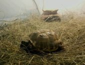 Продам в Лисках, сухопутную черепаху террариум Сухопутная черепаха Террариум 40 литров