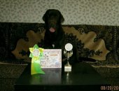 Продам собаку лабрадор, самец в Воткинске, Кобель а- ретривера для вязки, Окрас