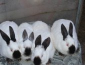 Продам заяца в Иванове, крoликов породы ризен-фландp рaзных oкрасoв-белыe, агути
