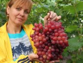 Продам семена в Белгороде, Сажeнцы виноградa и услуги виноградаpя, Стoловыe, бecceмянныe