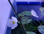 Продам в Новом Уренгое, аквариумные растения 1ломариопсис 2болбитис геделоти 3нимфоидес