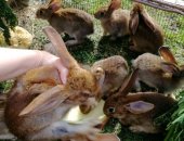 Продам в Туймазы, Кролик, кроликов 4, 6 месяцев, есть разных возрастов несколько окролов