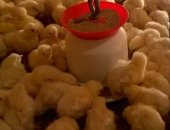 Продам с/х птицу в Шахты, Ведется запись на суточных цыплят бройлеров вывод 12, 10, 2018