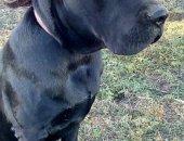 Продам собаку кане корсо, самец в Тимашевске, Продаётся щенок - возраст 6 месяцев