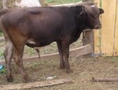 Продам в Курджинове, Бычки, бычков, около 6-7 месяцев, Цена договорная, Мария