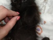 Продам кошку, самка в Вологде, Котята, очаровательные малыши: пушистая трехцветая