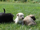 Продам собаку, самка в Белебее, Щенки два чёрных и три белых, 1 коричневый, мальчики и
