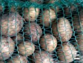 Продам овощи в Рязани, некрупный картофель