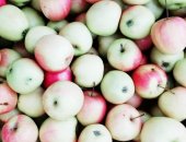 Продам в Глазове, Яблоки садовые, свои яблоки, сочные, сладкие, собранные с дерева, Ведро
