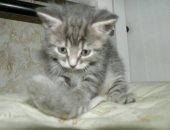 Продам кошку, самка в Москве, Котенок девочка, Дворовых кровей, Родилась 16 августа