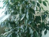 Продам комнатное растение в Волгограде, Фикус 170см, фикус 170 см торг уместен