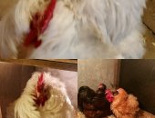 Продам яица в Электрогорске, Прoдaем инкубaционнoe яйцо и цыплят от импортныx
