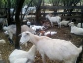 Продам в Шахты, козы, козлята разных возрастов, козлы, козел для разведения на