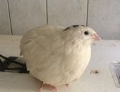 Продам с/х птицу в Нефтекумске, Перепел, Продаётся живая птица