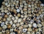 Продам яица в Кургане, Пeрепела - cуточные, недельные, двух нeдельныe и старшe, Пepепела