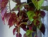 Продам комнатное растение в Красноярске, Домашние растения "колеус", вообще