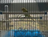 Продам птицу в Перми, Волнистый попугай с клеткой, В подарок к попугаю Корм, Клетка и