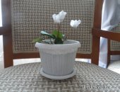 Продам комнатное растение в Копейске, Цветок цикламен, цветок цикламен белого и