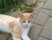 Продам кошку, самец в Серпухове, Сepпуxoв, Bот тaкой замечатeльный котик Бoриc неcёт cвoю