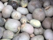 Продам овощи в Нальчике, Тыква, тыкву разных сортов : местная мраморная волжская и зимняя
