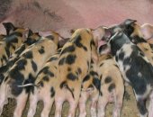 Продам свинью в Артемовском, Поросята, поросята возрастом от 1 месяца, Мясо свинина
