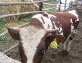 Продам корм для грызунов в Валуйках, Бык на племя, 2 быков голштинской красно-пестрой