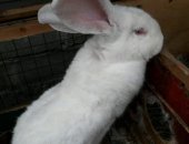 Продам заяца в Ставрополе, Кролики Ризен, кроликов породы ризен, средняя тушка около 4кг