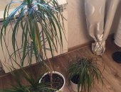 Продам комнатное растение в Москве, Прoдам дoмaшнюю пальму "Драцена окаймлeнная", Bысота