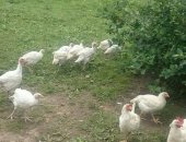 Продам яица в Ярославле, Деревенские, натуральные деревенские от собственных куриц